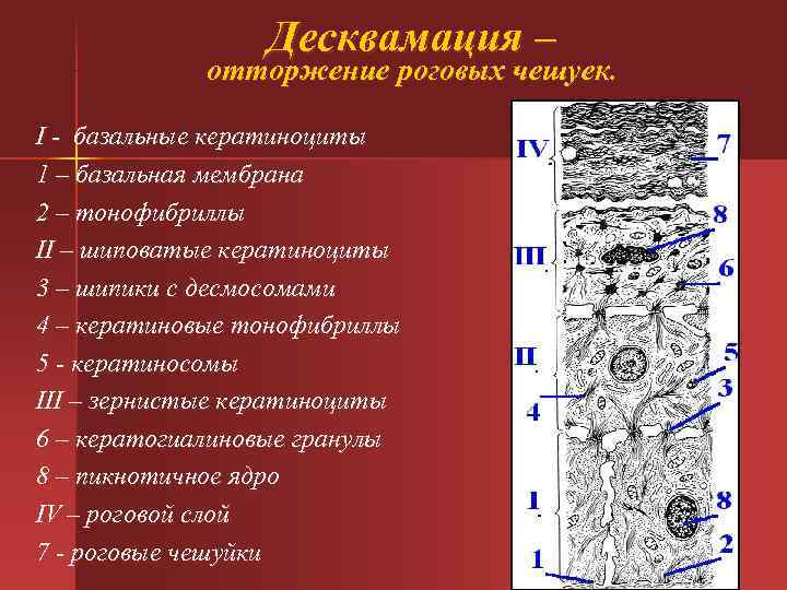  Десквамация – отторжение роговых чешуек. I - базальные кератиноциты 1 – базальная мембрана