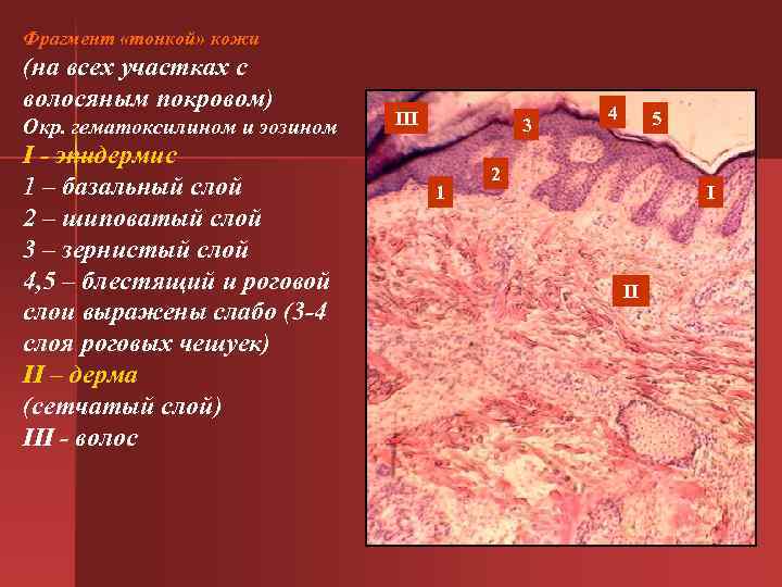 Фрагмент «тонкой» кожи (на всех участках с волосяным покровом) 4 Окр. гематоксилином и эозином