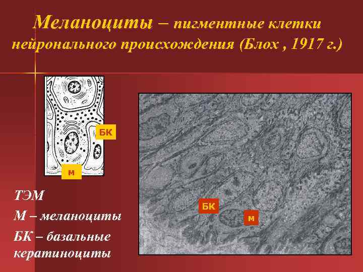  Меланоциты – пигментные клетки нейронального происхождения (Блох , 1917 г. ) БК м