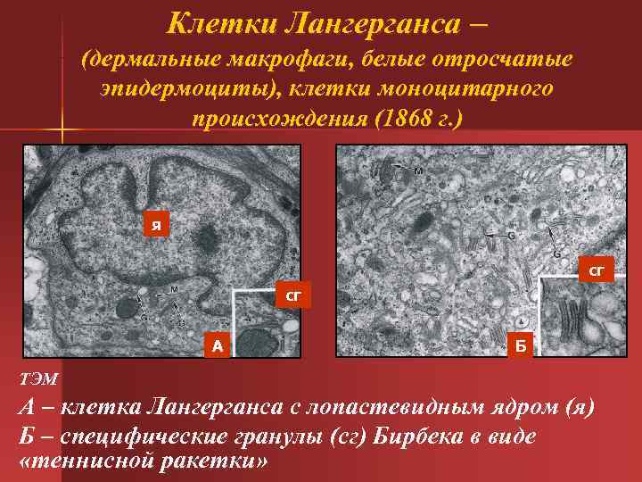  Клетки Лангерганса – (дермальные макрофаги, белые отросчатые эпидермоциты), клетки моноцитарного происхождения (1868 г.