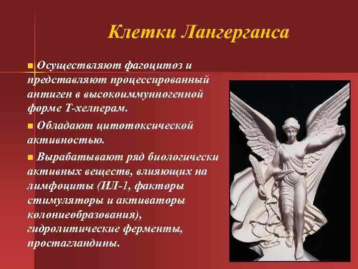  Клетки Лангерганса n Осуществляют фагоцитоз и представляют процессированный антиген в высокоиммунногенной форме Т-хелперам.