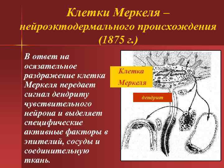  Клетки Меркеля – нейроэктодермального происхождения (1875 г. ) В ответ на осязательное Клетка