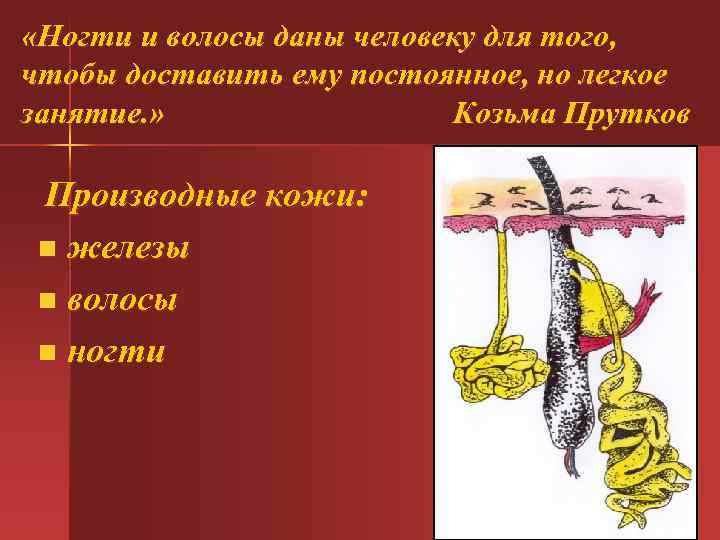  «Ногти и волосы даны человеку для того, чтобы доставить ему постоянное, но легкое