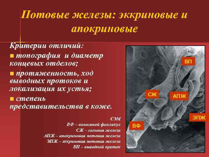  Потовые железы: эккриновые и апокриновые Критерии отличий: n топография и диаметр концевых отделов;