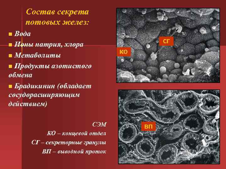  Состав секрета потовых желез: n Вода СГ n Ионы натрия, хлора КО n