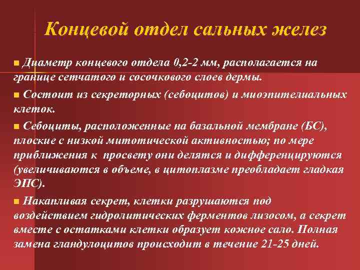  Концевой отдел сальных желез n Диаметр концевого отдела 0, 2 -2 мм, располагается