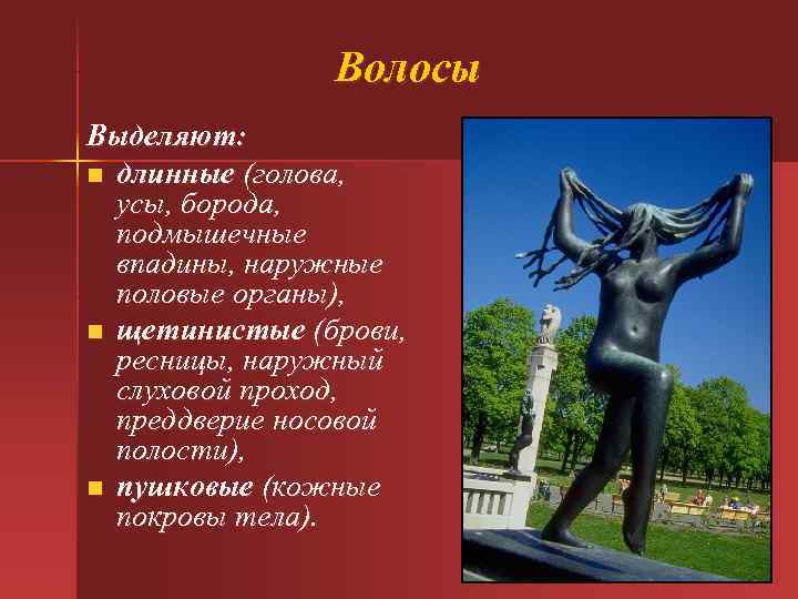  Волосы Выделяют: n длинные (голова, усы, борода, подмышечные впадины, наружные половые органы), n