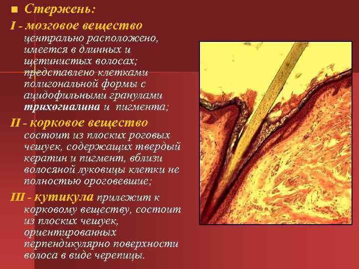 n Стержень: I - мозговое вещество центрально расположено, имеется в длинных и щетинистых волосах;