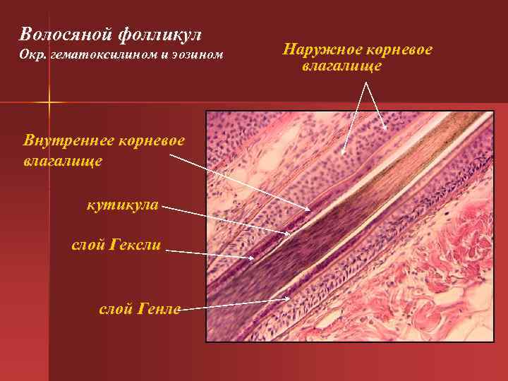 Волосяной фолликул Окр. гематоксилином и эозином Наружное корневое влагалище Внутреннее корневое влагалище кутикула слой