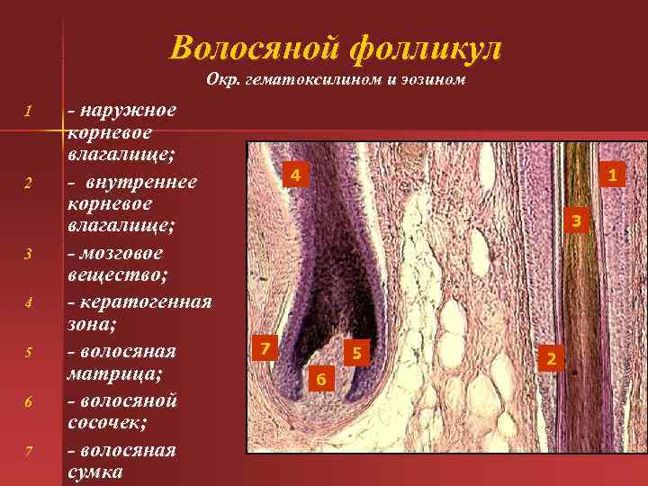  Волосяной фолликул Окр. гематоксилином и эозином 1 - наружное корневое влагалище; 2 -