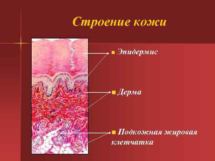 Строение кожи n Эпидермис n Дерма n Подкожная жировая клетчатка 