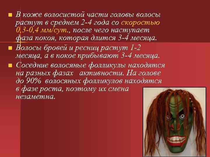 n В коже волосистой части головы волосы растут в среднем 2 -4 года со