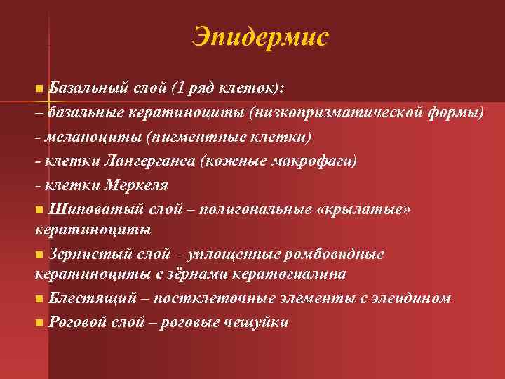  Эпидермис n Базальный слой (1 ряд клеток): – базальные кератиноциты (низкопризматической формы) -