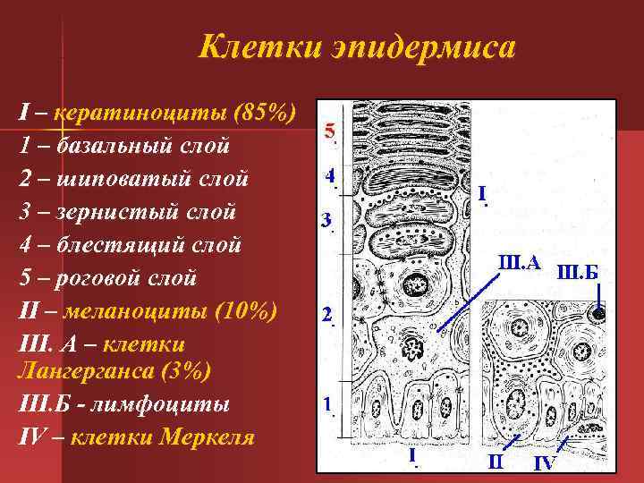  Клетки эпидермиса I – кератиноциты (85%) 1 – базальный слой 2 – шиповатый