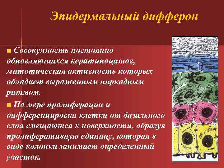  Эпидермальный дифферон n Совокупность постоянно обновляющихся кератиноцитов, митотическая активность которых обладает выраженным циркадным