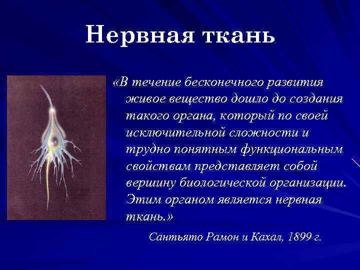 Нервная ткань «В течение бесконечного развития живое вещество дошло до создания такого органа, который