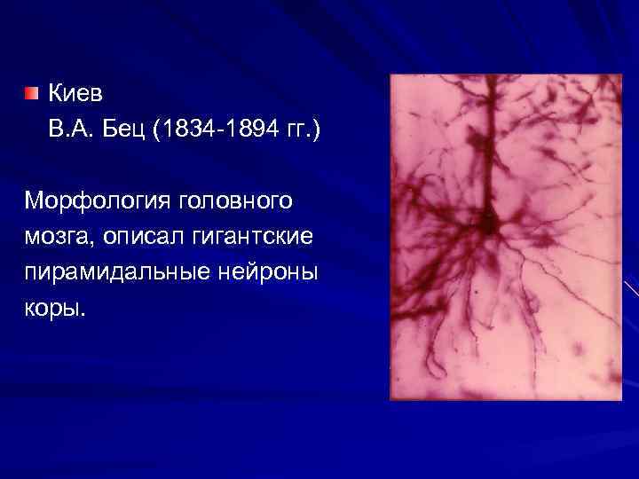  Киев В. А. Бец (1834 -1894 гг. ) Морфология головного мозга, описал гигантские