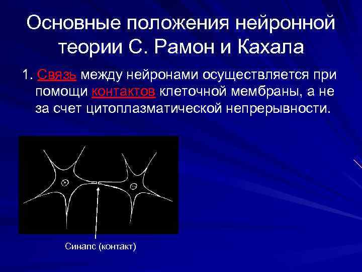 Основные положения нейронной теории С. Рамон и Кахала 1. Связь между нейронами осуществляется при