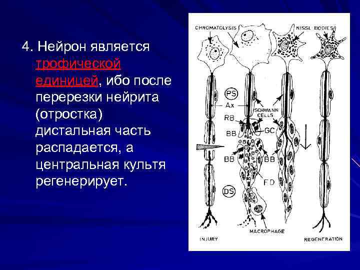 4. Нейрон является трофической единицей, ибо после перерезки нейрита (отростка) дистальная часть распадается, а