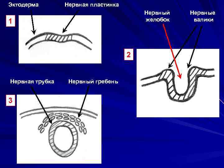 Эктодерма Нервная пластинка Нервный Нервные 1 желобок валики 2 Нервная трубка Нервный гребень 3