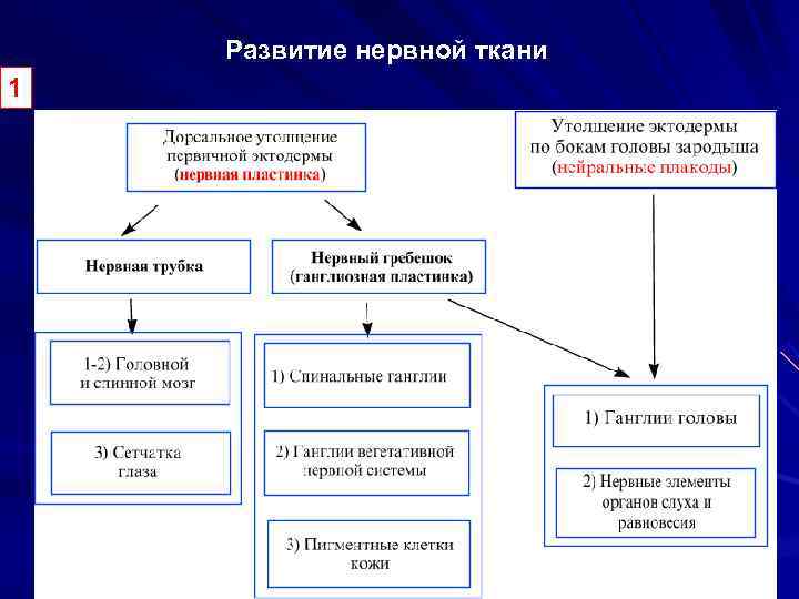  Развитие нервной ткани 1 