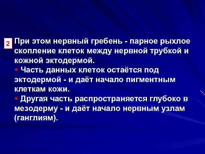 2 При этом нервный гребень - парное рыхлое скопление клеток между нервной трубкой и