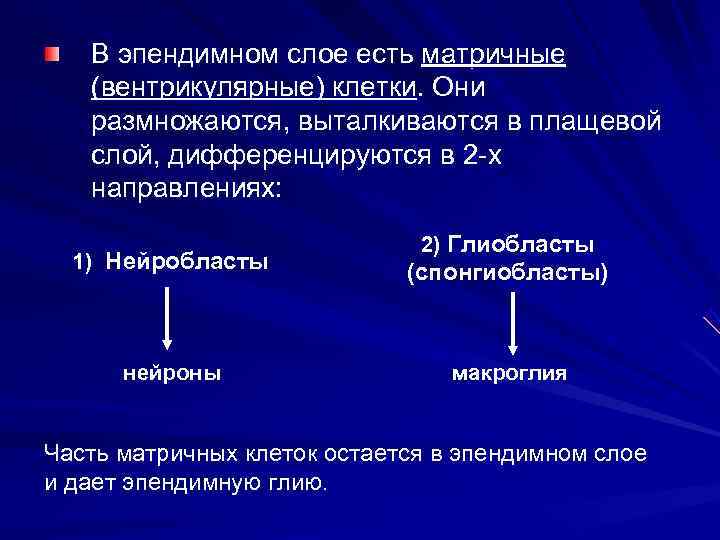  В эпендимном слое есть матричные (вентрикулярные) клетки. Они размножаются, выталкиваются в плащевой слой,