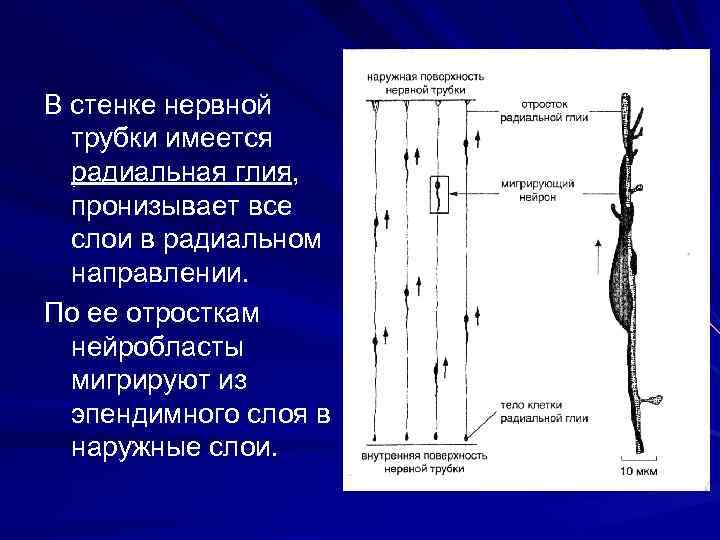 В стенке нервной трубки имеется радиальная глия, пронизывает все слои в радиальном направлении. По