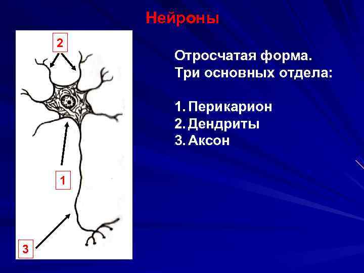  Нейроны 2 Отросчатая форма. Три основных отдела: 1. Перикарион 2. Дендриты 3. Аксон