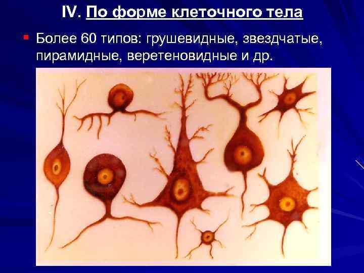  IV. По форме клеточного тела § Более 60 типов: грушевидные, звездчатые, пирамидные, веретеновидные