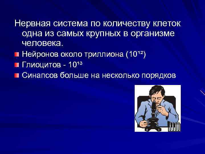 Нервная система по количеству клеток одна из самых крупных в организме человека. Нейронов около