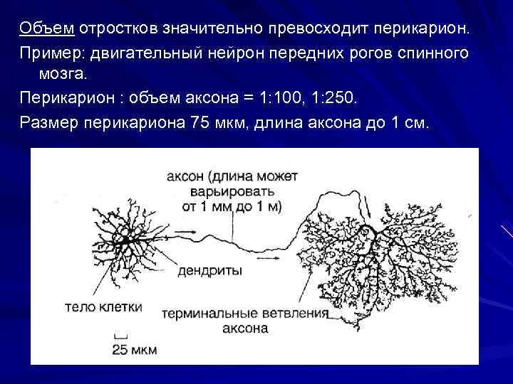 Объем отростков значительно превосходит перикарион. Пример: двигательный нейрон передних рогов спинного мозга. Перикарион :