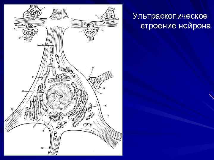 Ультраскопическое строение нейрона 