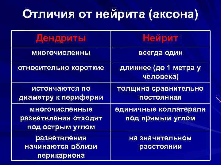  Отличия от нейрита (аксона) Дендриты Нейрит многочисленны всегда один относительно короткие длиннее (до