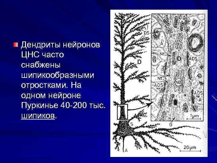 Дендриты нейронов ЦНС часто снабжены шипикообразными отростками. На одном нейроне Пуркинье 40 -200 тыс.