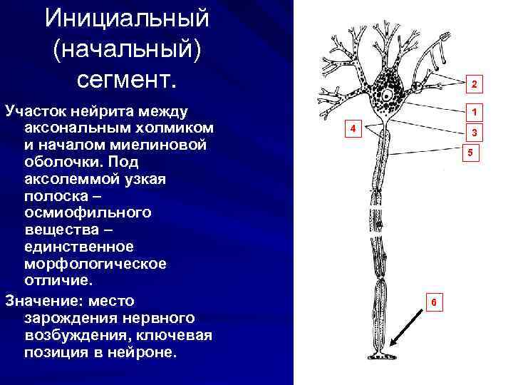  Инициальный (начальный) сегмент. 2 Участок нейрита между 1 аксональным холмиком 4 3 и