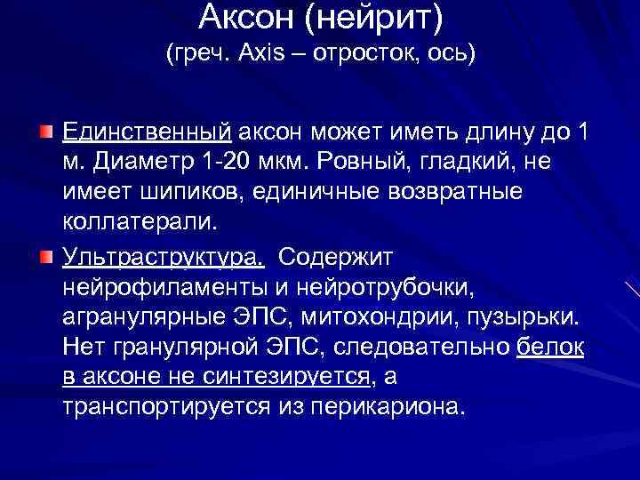  Аксон (нейрит) (греч. Axis – отросток, ось) Единственный аксон может иметь длину до