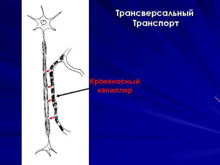  Трансверсальный Транспорт Кровеносный капилляр 