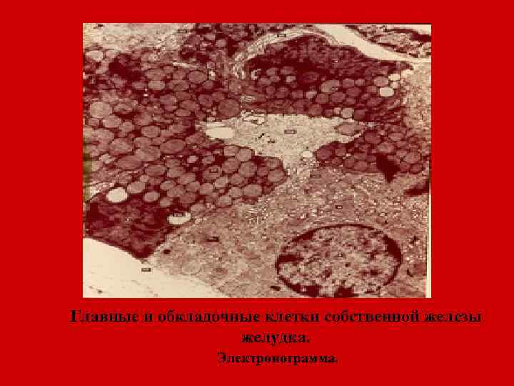 Главные и обкладочные клетки собственной железы желудка. Электронограмма. 