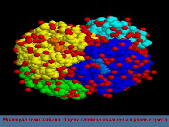Молекула гемоглобина: 4 цепи глобина окрашены в разные цвета 