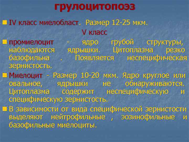  грулоцитопоэз n IV класс миелобласт. Размер 12 -25 мкм. V класс n промиелоцит