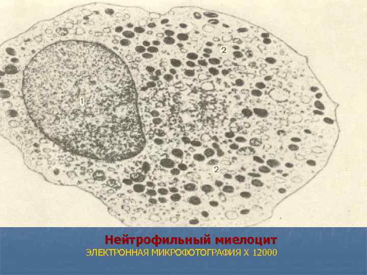  Нейтрофильный миелоцит ЭЛЕКТРОННАЯ МИКРОФОТОГРАФИЯ X 12000 