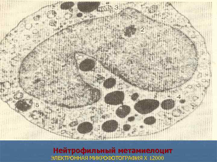 Нейтрофильный метамиелоцит ЭЛЕКТРОННАЯ МИКРОФОТОГРАФИЯ X 12000 