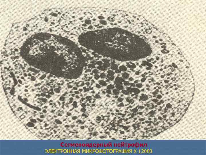  Сегменоядерный нейтрофил ЭЛЕКТРОННАЯ МИКРОФОТОГРАФИЯ X 12000 