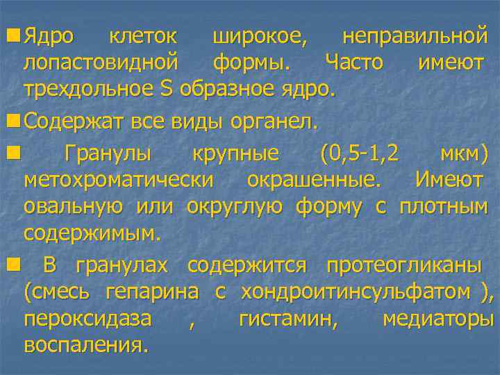 n Ядро клеток широкое, неправильной лопастовидной формы. Часто имеют трехдольное S образное ядро. n