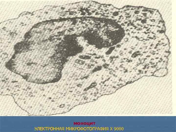  моноцит ЭЛЕКТРОННАЯ МИКРОФОТОГРАФИЯ X 9000 