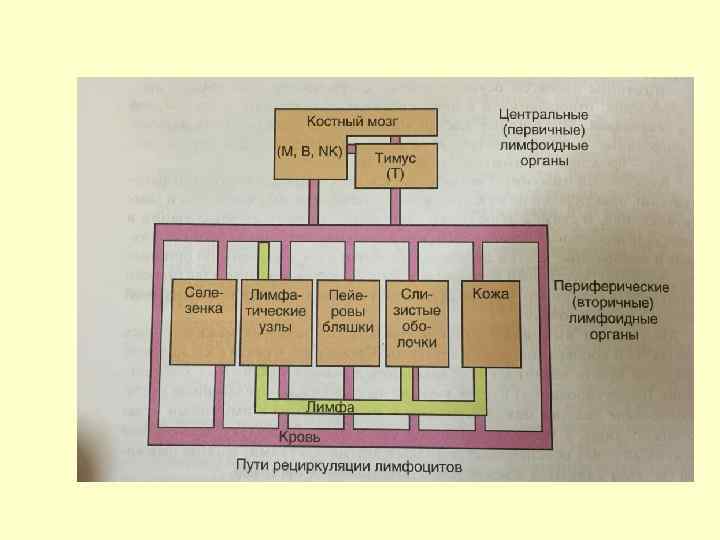   Органы иммунной системы:  ● Центральные: костный мозг- кроветворный орган и 
