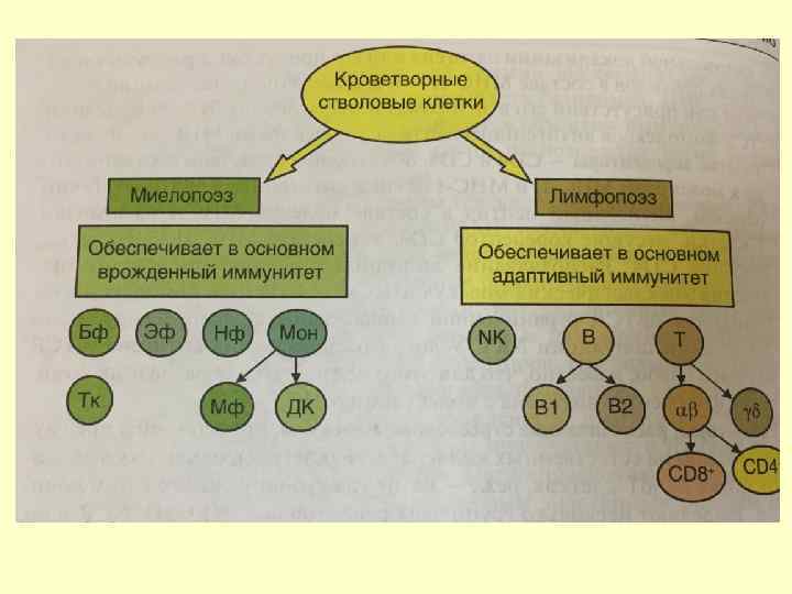 ВРОЖДЕННЫЙ ИММУНИТЕТ 