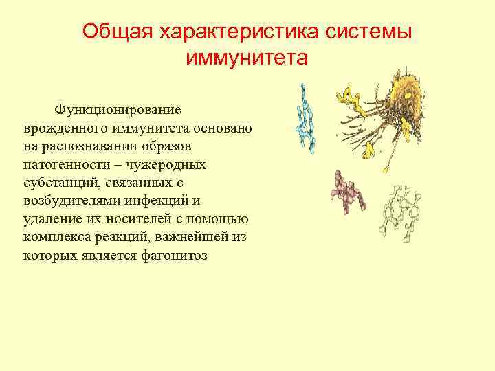    Перечень факторов врожденного иммунитета   • Гуморальные факторы: белки острой
