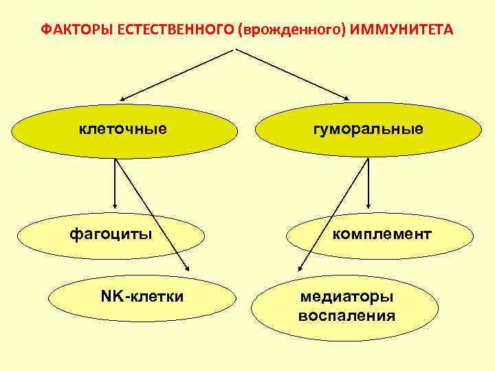 Клеточные факторы врожденного иммунитета